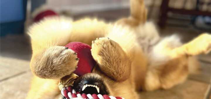 chow chow nr 2025